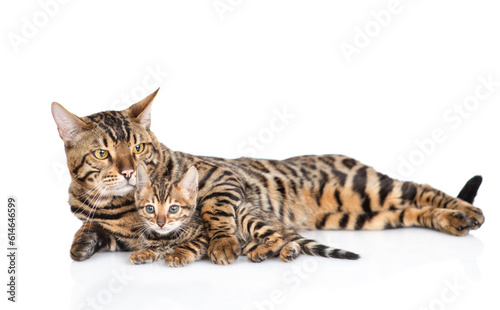 Fototapeta Naklejka Na Ścianę i Meble -  Adult bengal cat hugs tiny kitten lying together and looking at camera. isolated on white background