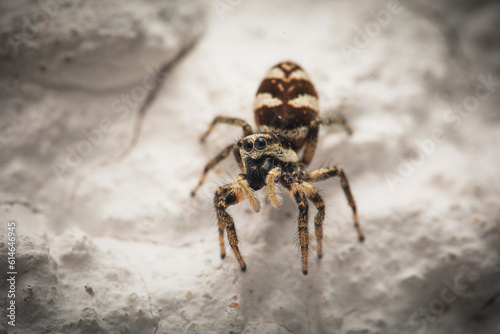 Gestreifte Zebraspringspinne makro