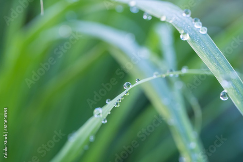 Dew drops on green grass in nature