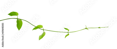 Leaves of young vines isolated