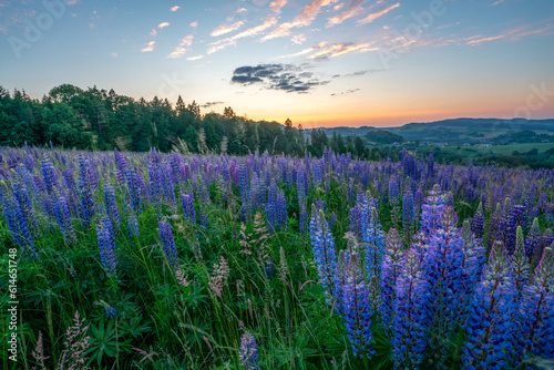 Flowering lupines on a mountain meadow during sunrise