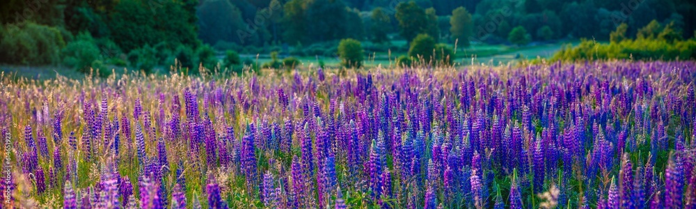 Fototapeta premium panorama of blooming lupines on a mountain meadow in the light of the rising sun