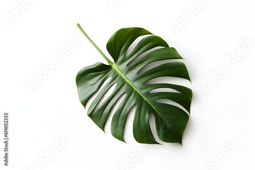green monstera leave on a plain white background