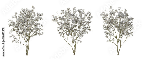 Magnolia stellata tree on transparent background, png trees, 3d render illustration. photo