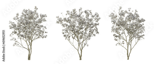 Magnolia stellata tree on transparent background, png trees, 3d render illustration.