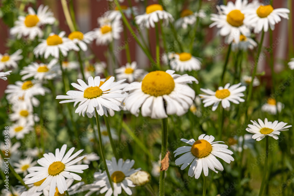 real chamomile flowers in summer on a meadow real chamomile flowers in summer on a meadow