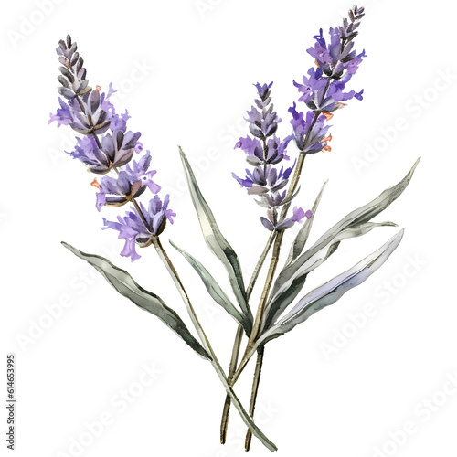 Lavender flowers on isolated white background  watercolor illustration  hand drawn
