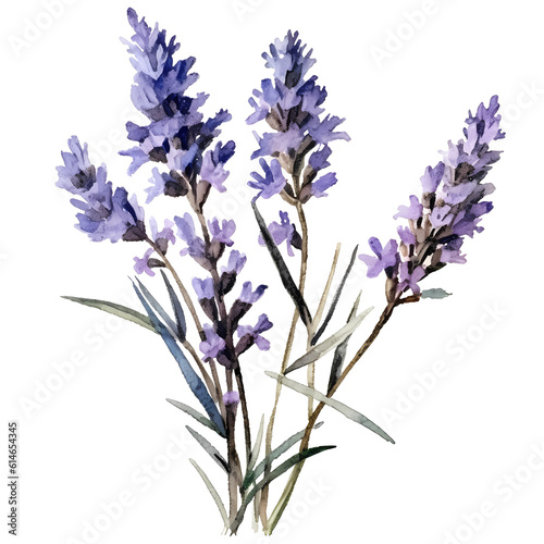 Lavender flowers on isolated white background  watercolor illustration  hand drawn