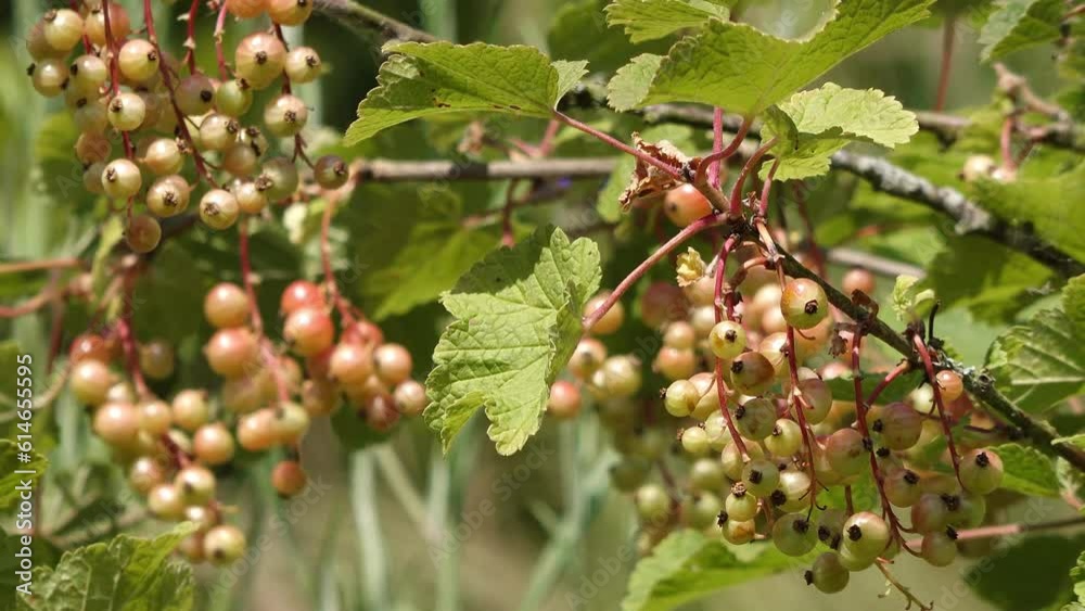 A currant bush with fruits in the garden A currant bush with fruits in the garden