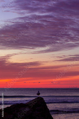 Colourful skies over the ocean, with seagull on a rock in the foreground. Gold Coast, Australia