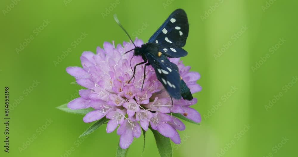 The nine-spotted moth or yellow belted burnet (Amata phegea, formerly Syntomis phegea) The nine-spotted moth or yellow belted burnet (Amata phegea, formerly Syntomis phegea)