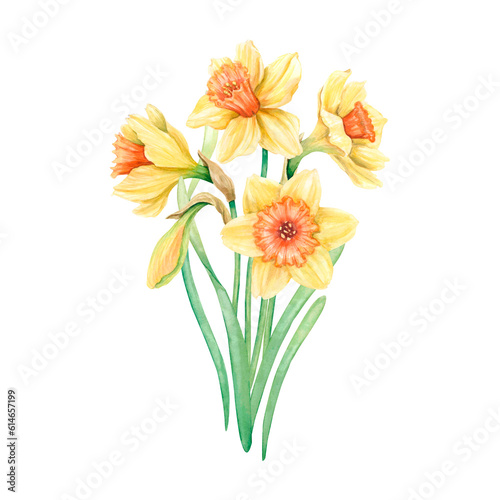 Bouquet of yellow daffodils with green leaves. Bright spring illustration hand-drawn in watercolor. Flowers for card design, cover, fabric print.