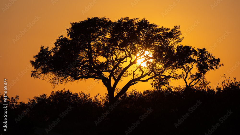 a silhouette of a tree at sunrise