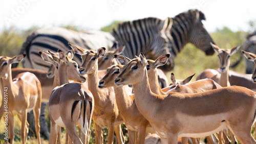 Fototapeta Naklejka Na Ścianę i Meble -  a herd of impala and zebra