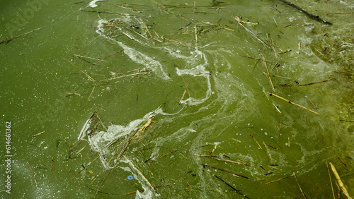 In Black Sea Blue-green algae blooms, water in Odessa has become freshwater and green color. Environmental disaster caused by explosion of Kakhovka Hydroelectric Power Plant dam, Ukraine