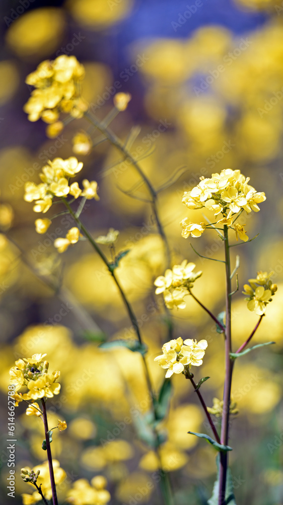 Obraz premium Rapeseed. Brassica napus. are blooming in sunny summer day. yellow flower, isolated on blurred natural background. agriculture, in Europe or Asia. floral background. growing in the field, soft focus