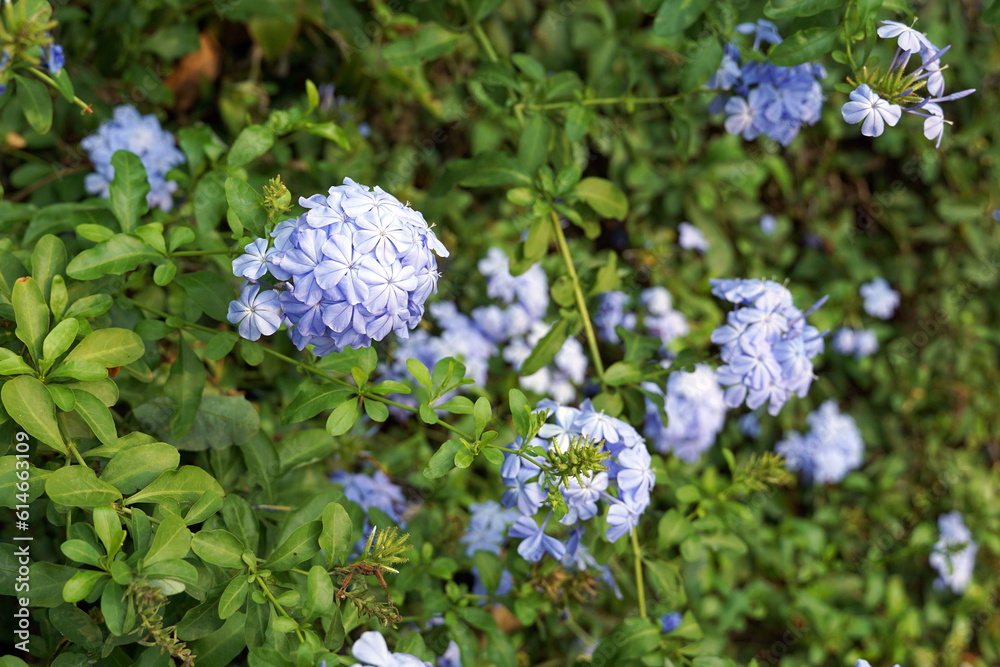 Cape leadwort, the flowers are inflorescences of fragile petals separated into 5 petals, the flowers are light blue-purple, blooming throughout the year. Cape leadwort, the flowers are inflorescences of fragile petals separated into 5 petals, the flowers are light blue-purple, blooming throughout the year.