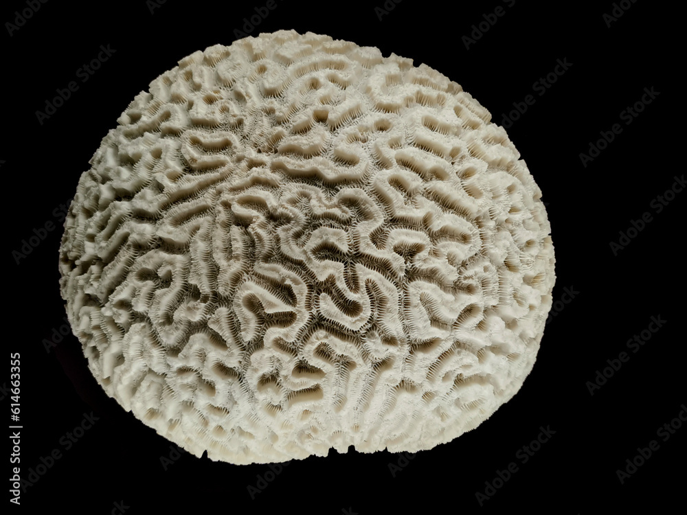 coral animal isolated