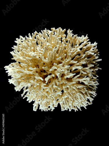 coral animal isolated