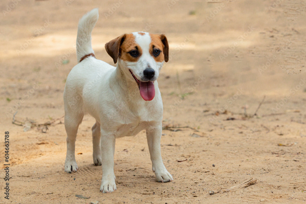 Jack Russell Terrier - a breed of hunting dogs, Close-up On a sandy background