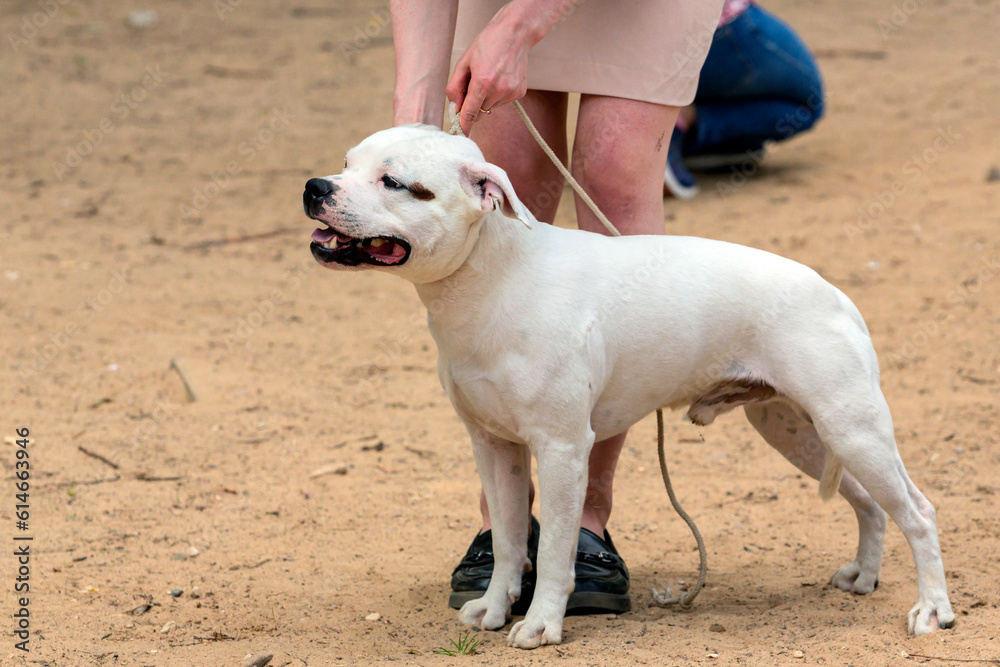 Staffordshire Bull Terrier, also known as Staffy or Stafford. At the dog show Staffordshire Bull Terrier, also known as Staffy or Stafford. At the dog show