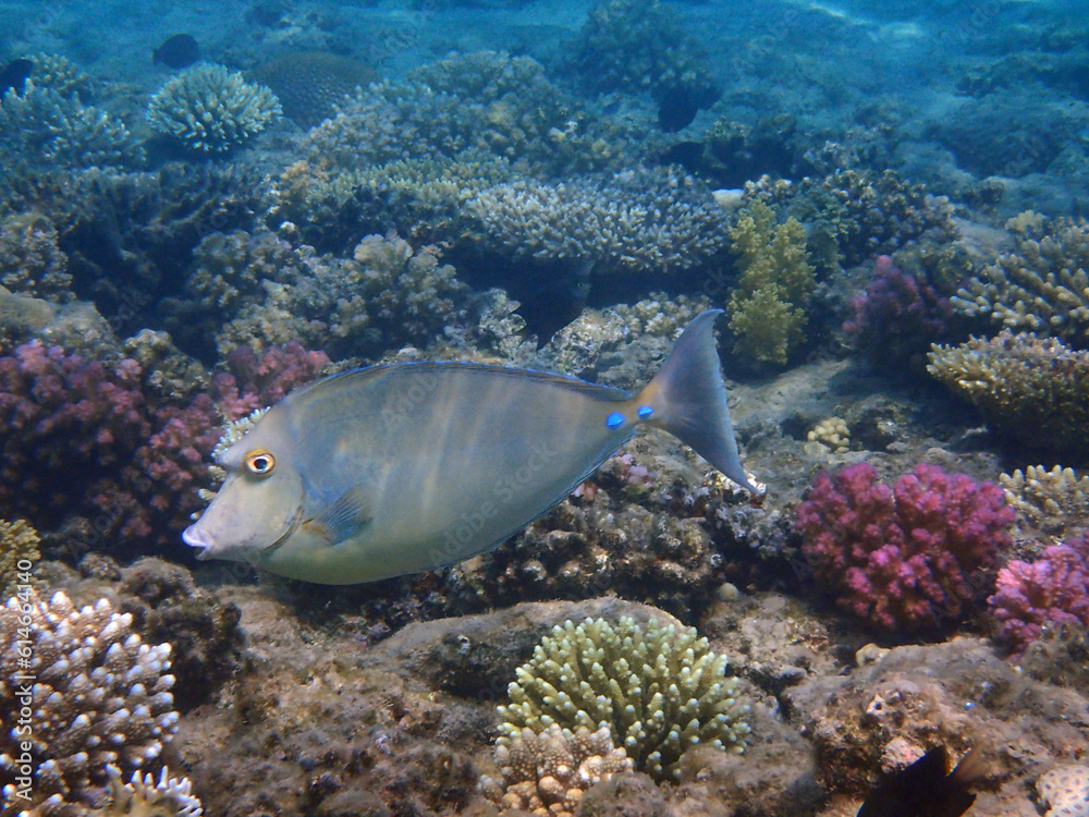 Naso tang (Naso Lituratus) fish Naso tang (Naso Lituratus) fish