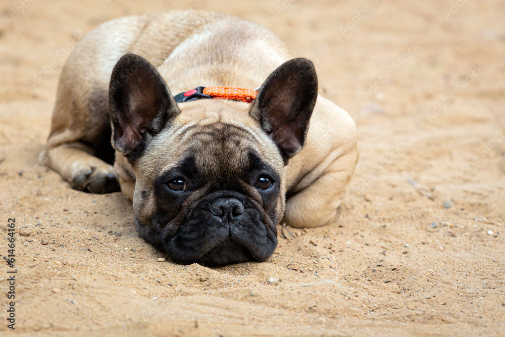 French bulldog lies and is sad on a sandy field