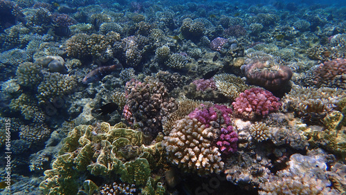coral reef from Egypt