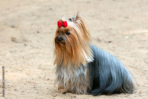 A beautiful Yorkshire terrier poses at a dog show