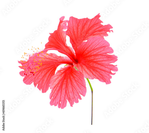 red flower on transparent png