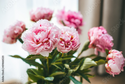 Blooming delicate flower petals of peonies