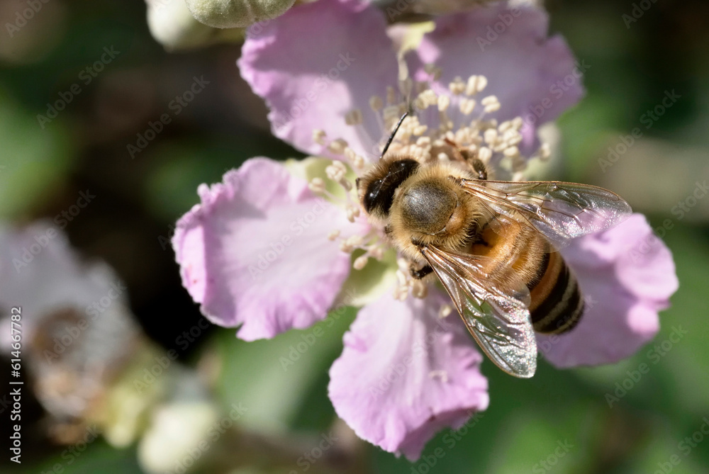 bee, Apis mellifera on blackberry flower bee, Apis mellifera on blackberry flower