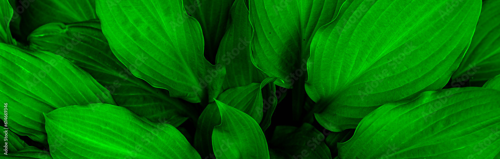 Green leaves texture. Banner of abstract nature leaf background. Green leaves texture. Banner of abstract nature leaf background.