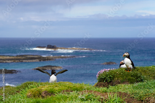 Foto Atlantic puffin and Razorbill bird on the isle of Lunga in Scotland