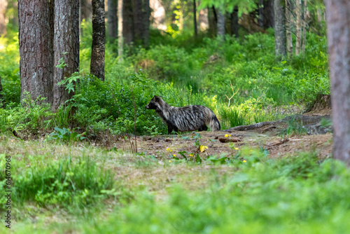 The common raccoon dog (Nyctereutes procyonoides), also called the Chinese or Asian raccoon dog to distinguish it from the Japanese raccoon dog, the image shows the racoon venturing out of its habitat