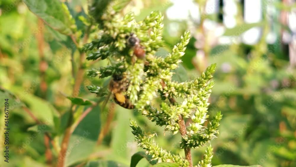 2 bees flying on flowers