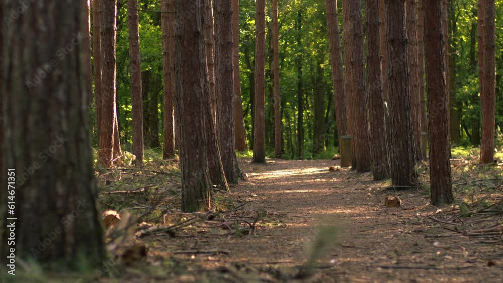 Pine forest canopy in dappled light wide shot Pine forest canopy in dappled light wide shot