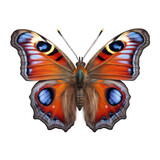 Peacock butterfly isolated on white created with Generative AI