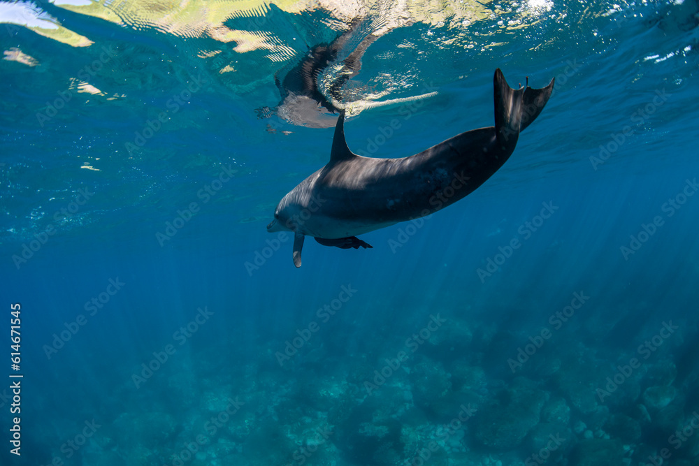 Obraz premium wildlife dolphin underwater