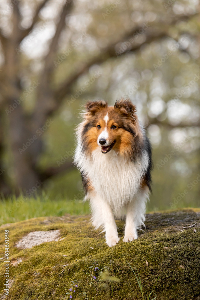 Sheltie dog in a beautiful forest landscape - a captivating image capturing the elegance of the breed amidst nature's beauty.