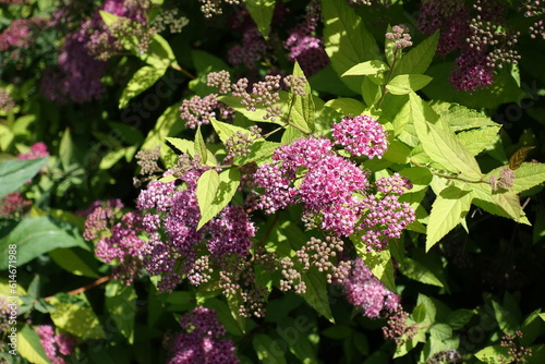Multiple buds and pink flowers of Spiraea japonica in June photo
