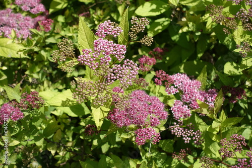 Not completely opened pink flowers and buds of Spiraea japonica in June photo