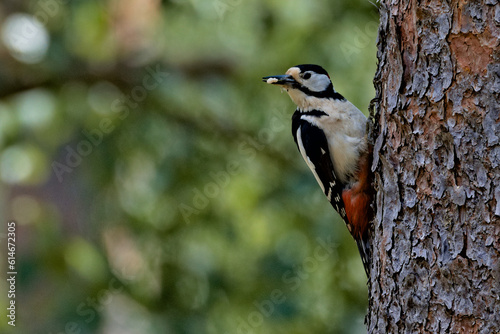 Great Spotted Woodpecker With Worm In The Beak