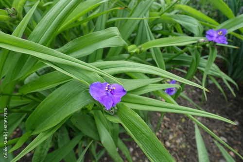 Green leaves and purple flowers of Virginia spiderwort in May