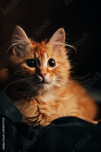 portrait of a cat © Dimitar