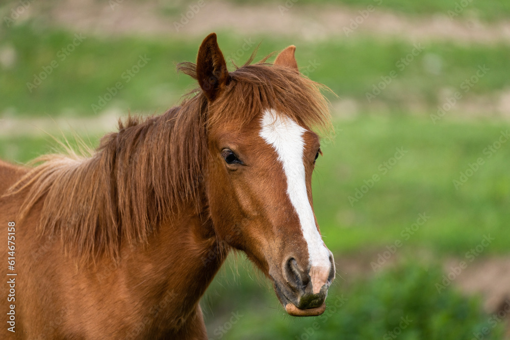 Stallion looks into the lens