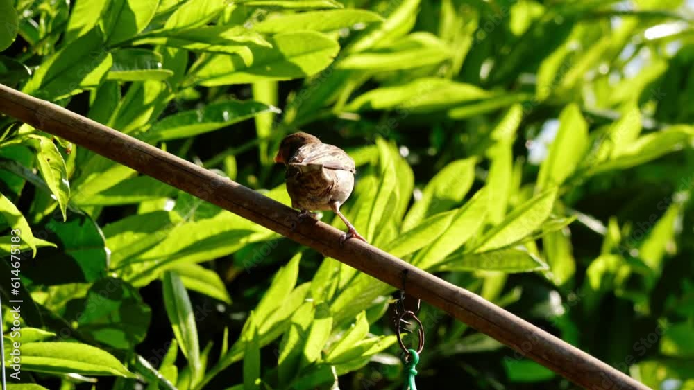Female house sparrow perches in tree Female house sparrow perches in tree