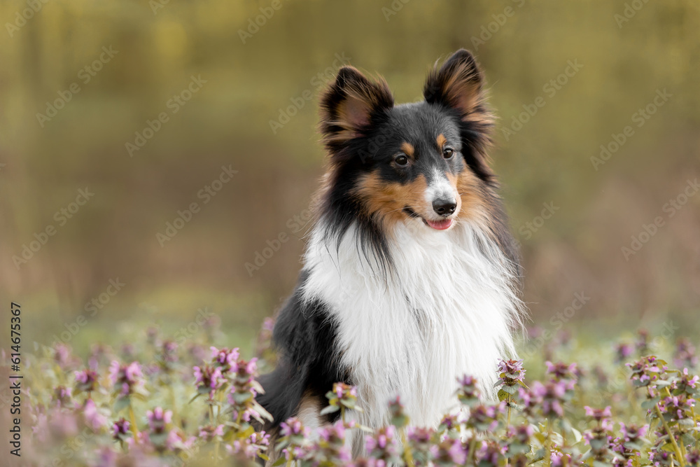 Sheltie dog surrounded by blooming heather flowers - a captivating portrait capturing the beauty of the dog amidst a soft, dreamy background.