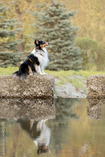 Fototapeta Naklejka Na Ścianę i Meble -  Sheltie dog in a stunning park near a serene water body, with a mesmerizing reflection in the water - a captivating stock photo showcasing the graceful beauty of the breed amidst the peaceful surround