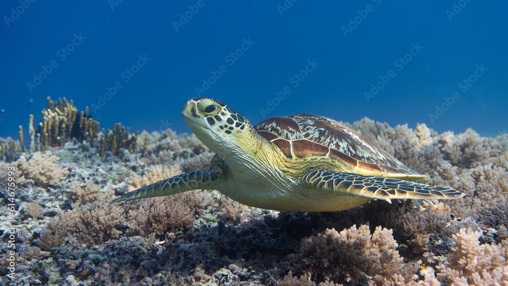 Obraz premium Sea Turtle